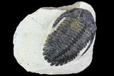 Bargain, Hollardops Trilobite - Visible Eye Facets #105973-1